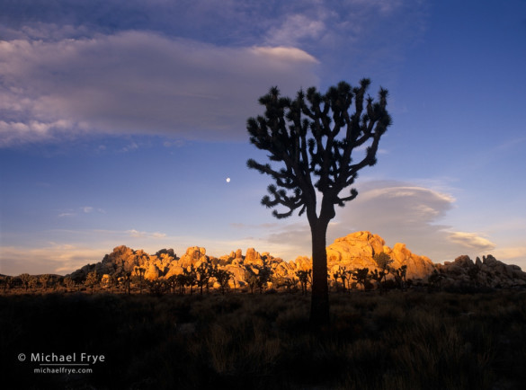 Joshua tree with moon at sunrise, Joshua Tree National Park, California. A frontlit silhouette, with the shaded tree against a sunlit background.