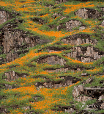 California poppies zigzagging across a hillside in the Merced River Canyon, Stanislaus NF, CA, USA