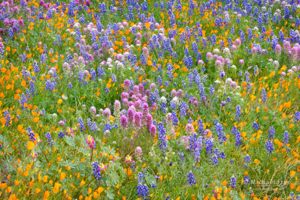 Wildflower mix—poppies, lupine, harlequin lupine, and owl's clover, near El Portal, CA, USA
