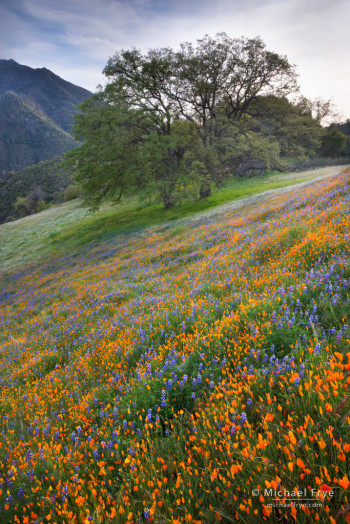 Poppies, lupine, and oaks blooming in an area burned by the 1990 A-Rock Fire, near El Portal, CA