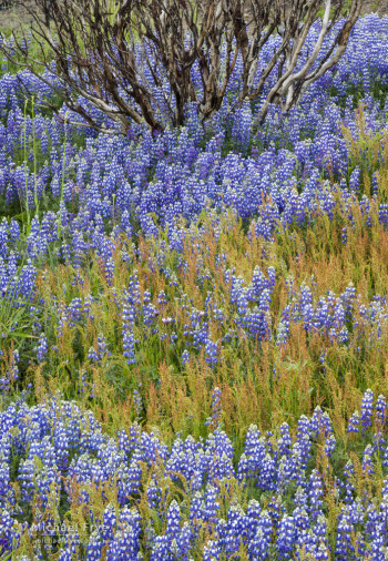 Lupines and burned manzanita after the Big Meadow Fire, Yosemite NP, CA, USA