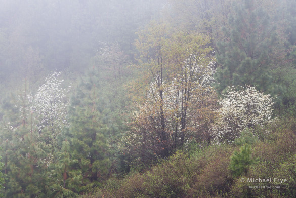 Dogwoods in fog in an area burned by the 1990 Steamboat Fire, Yosemite NP, CA (photograph from May, 2013)