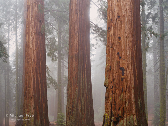 Giant sequoias in fog, Mariposa Grove, Yosemite NP, CA, USA