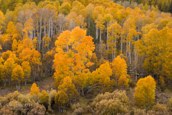 Autumn aspens, Conway Summit, Inyo NF, CA, USA
