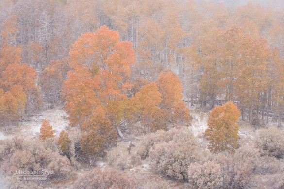 Aspens and willows during an autumn snowstorm, Toiyabe NF, CA, USA