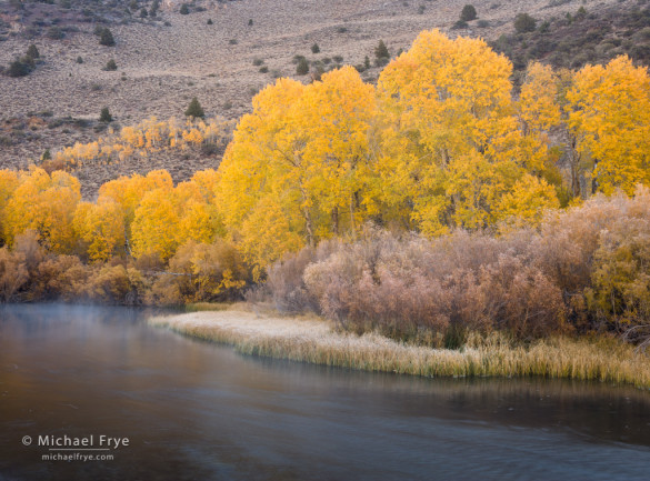 Autumn along a creek in the eastern Sierra Nevada, Inyo NF, CA, USA