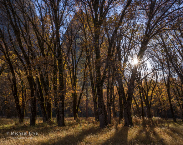 California black oaks in El Capitan Meadow, autumn, Yosemite NP, CA, USA