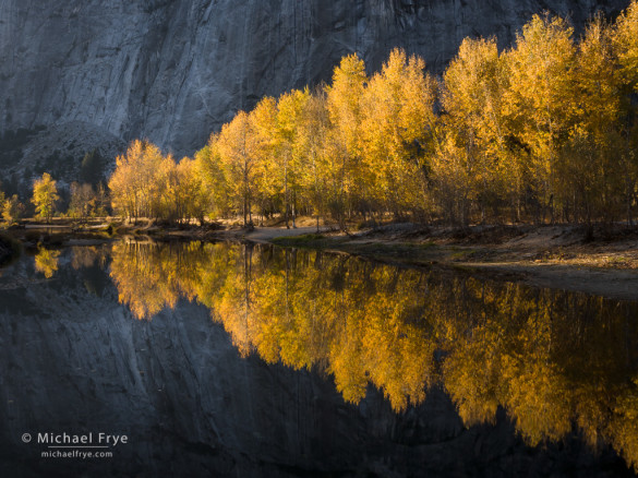 Cottonwood trees along the Merced River, autumn, Yosemite NP, CA, USA