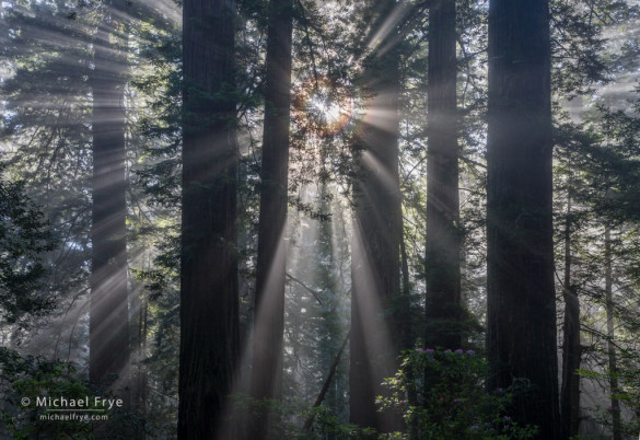 Sunbeams and corona in a redwood forest, CA, USA