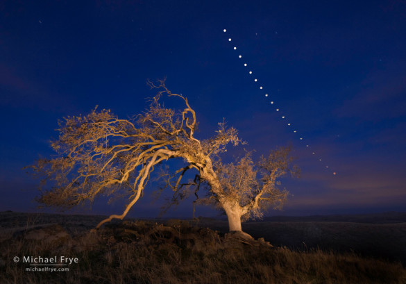 Oak tree and lunar eclipse sequence, Mariposa County, Sierra foothills, CA, USA