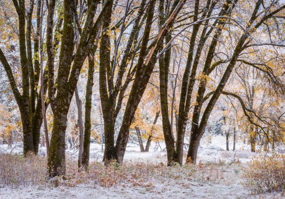 California black oaks after a snowstorm, Yosemite NP, CA, USA