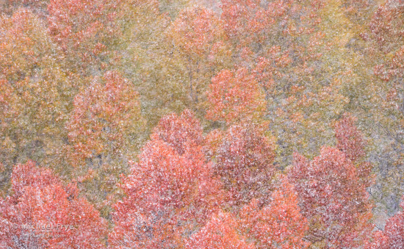 Aspens in an autumn snowstorm, Conway Summit, Toiyable NF, CA, USA