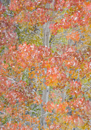 Aspens with a dusting of snow, Conway Summit, Inyo NF, CA, USA