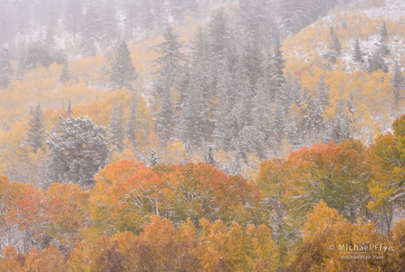 Aspens and pines in an autumn snowstorm, Toiyabe NF, CA, USA