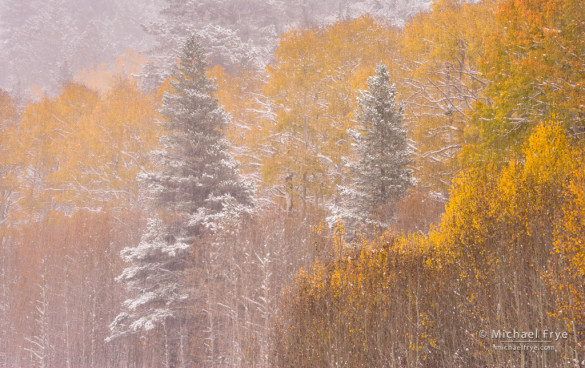 Aspens and pines in an autumn snowstorm, Toiyabe NF, CA, USA