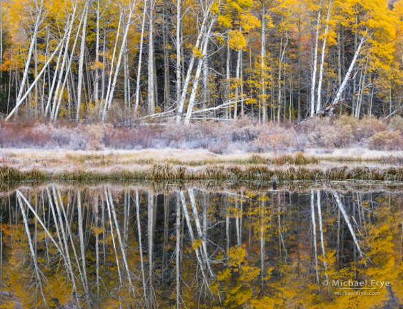 Aspens reflected in a beaver pond, Inyo NF, CA, USA
