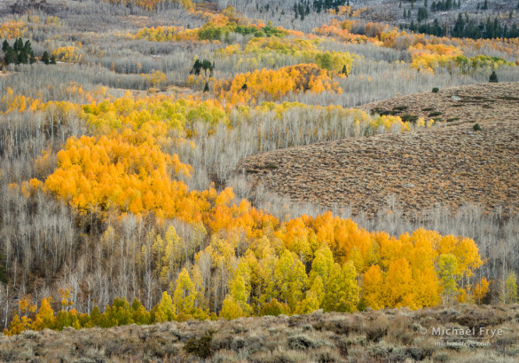 Aspen hillside, Tioyable NF, CA, USA