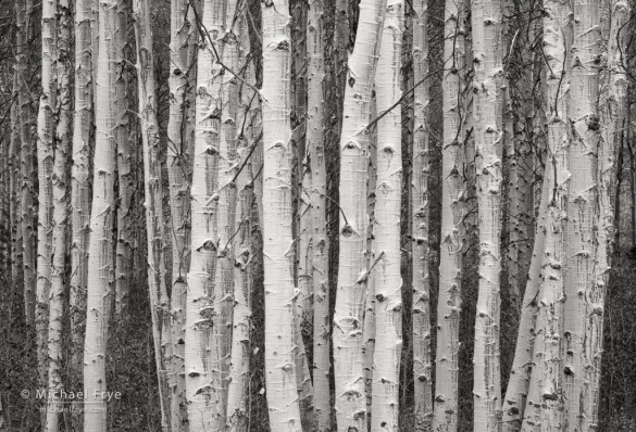 Aspen trunks, Lee Vining Canyon, CA, USA