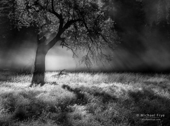 Mist, sunlight, and a California black oak, Yosemite NP, CA, USA