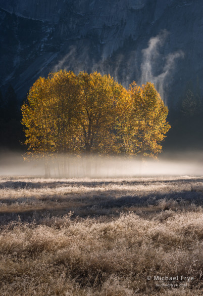 Mist rising from cottonwood trees, Yosemite NP, CA, USA