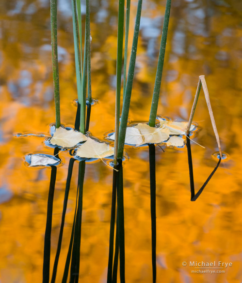 Reeds, cottonwood leaves, and reflections, Bella Rosa Vineyards, Sonora, CA