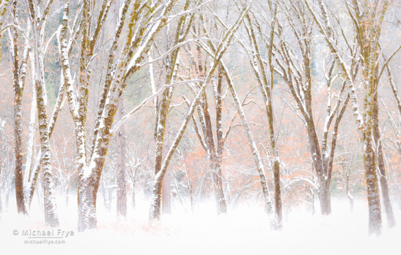 Snowy black oaks, late autumn, Yosemite NP, CA, USA