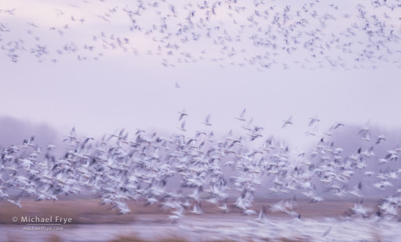 Morning fly-out, Ross's geese, San Joaquin Valley, CA, USA