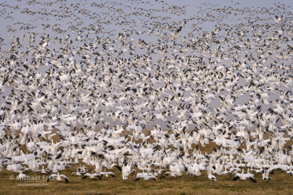 Ross's geese lifting off, San Joaquin Valley, CA, USA