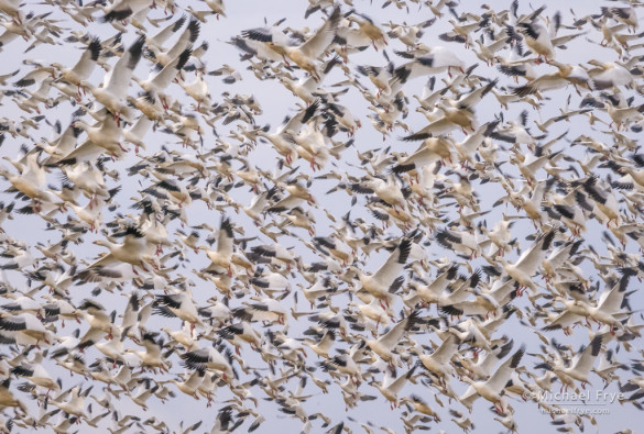 Formation of Ross's geese taking flight, San Joaquin Valley, CA, USA