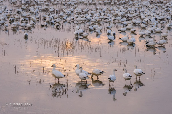 Ross's geese resting in a marsh, San Joaquin Valley, CA, USA
