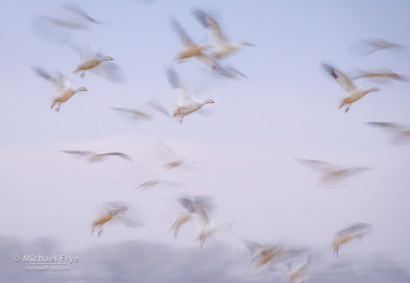 Ross's geese landing, San Joaquin Valley, CA, USA