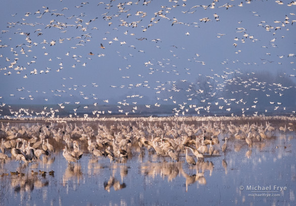 Sandhill cranes, Ross's geese, white-fronted geese, and American shovelers, San Joaquin Valley, CA, USA