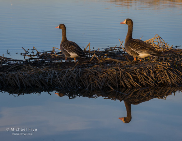 White-fronted geese, Sacramento NWR, CA USA