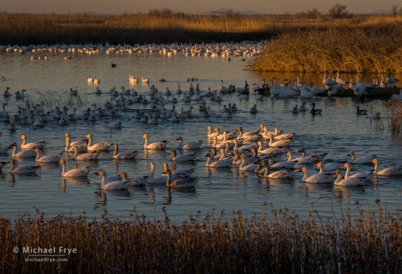 Snow geese in late-afternoon light, Sacramento NWR, CA, USA