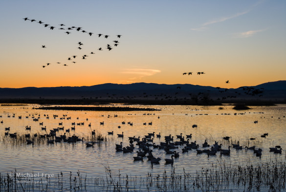 Snow geese and white-faced ibis (flying), Sacramento NWR, CA, USA