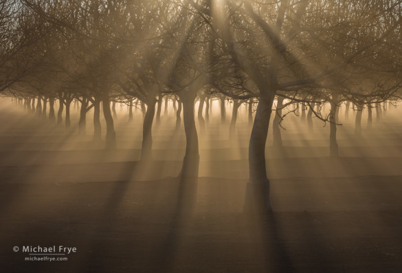 Sunbeams and fog in a Sacramento Valley orchard, CA, USA