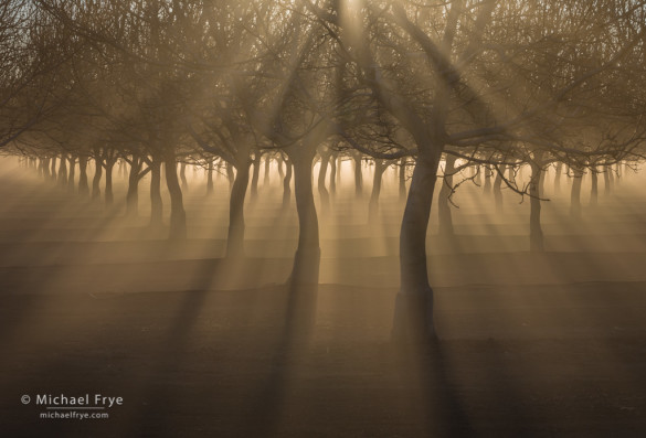 Orchard with sunbeams and fog, Sacramento Valley, California