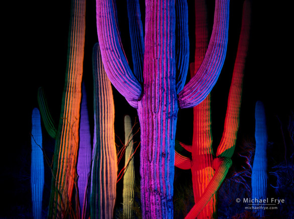 Saguaro cacti at night, Saguaro NP, AZ, USA