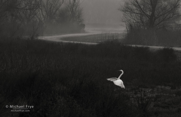 Great egret landing, San Joaquin Valley, CA, USA