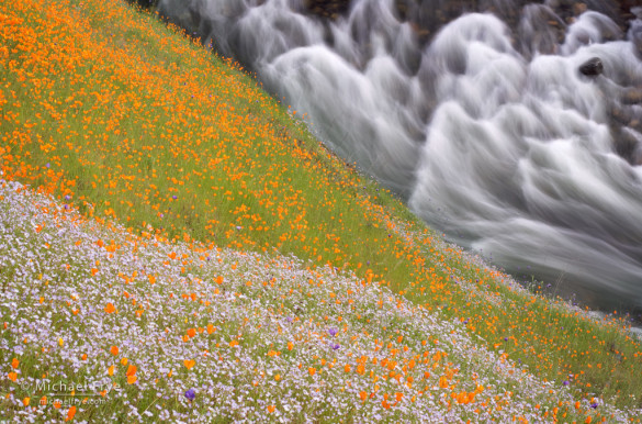 Wildflowers above the South Fork of the Merced River, Sierra NF, CA, USA