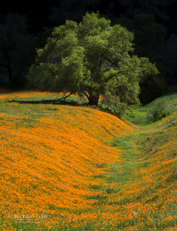 Poppies and canyon oak, Sierra foothills, Sierra NF, CA, USA