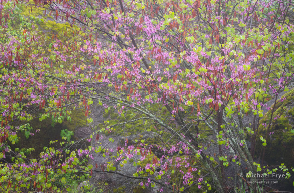 Redbud, Merced River Canyon, Mariposa County, CA, USA