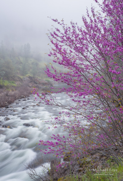 Redbud, fog, and the Merced River, Merced River Canyon, CA, USA