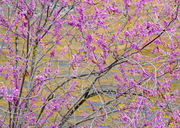 Redbud and river reflections, Merced River Canyon, CA, USA