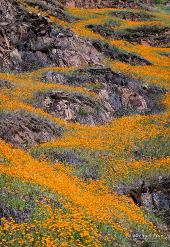 Poppies along the Hite's Cove Trail, Merced River Canyon, Sierra NF, CA, USA