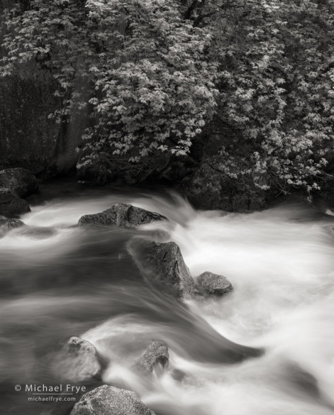 Big-leaf maple and Tenaya Creek, spring, Yosemite NP, CA, USA