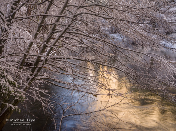 Snow-covered alder and reflections in the Merced River, Yosemite NP, CA, USA