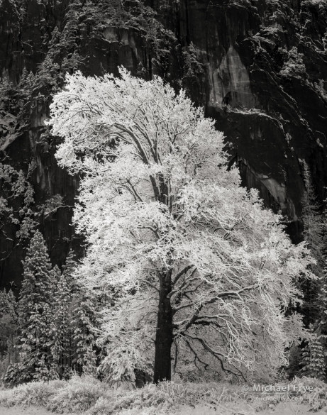 Snowy black oak, Yosemite NP, CA, USA
