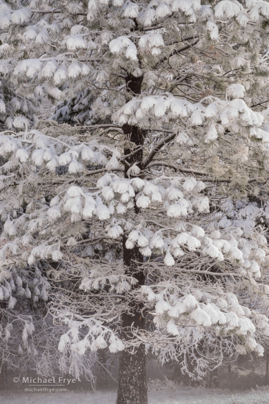 Snow-covered ponderosa pine, Yosemite NP, CA, USA