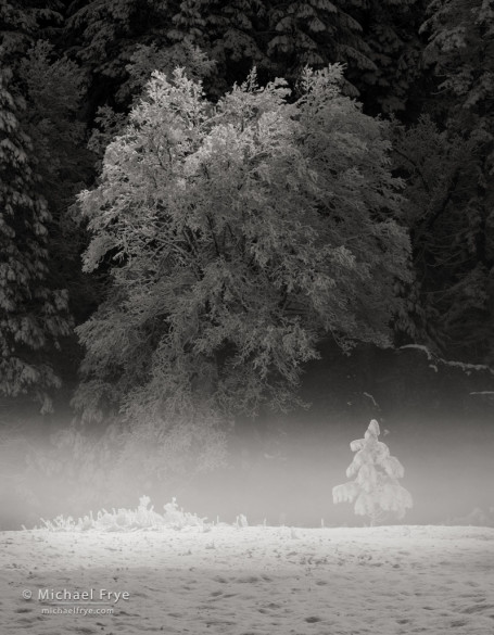 Black oak and young ponderosa pine, Yosemite NP, CA, USA